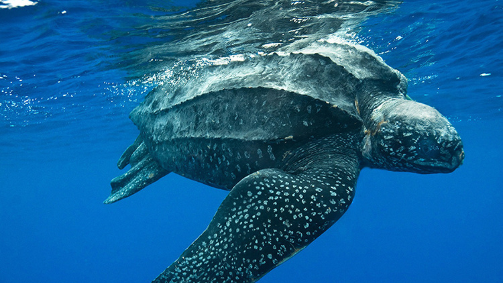 leatherback turtle swimming in the water