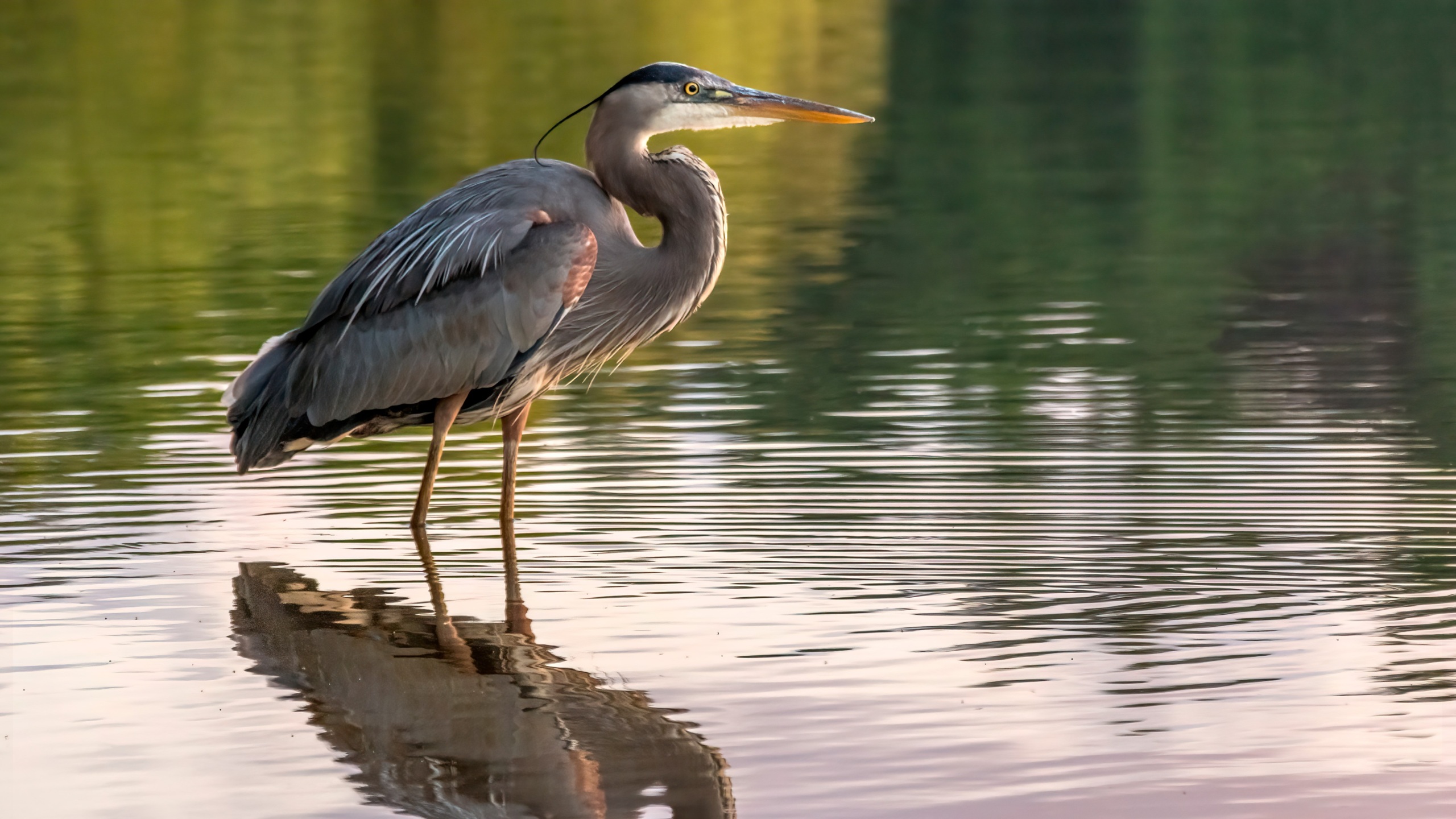 A blue heron standing in water with a reflection.