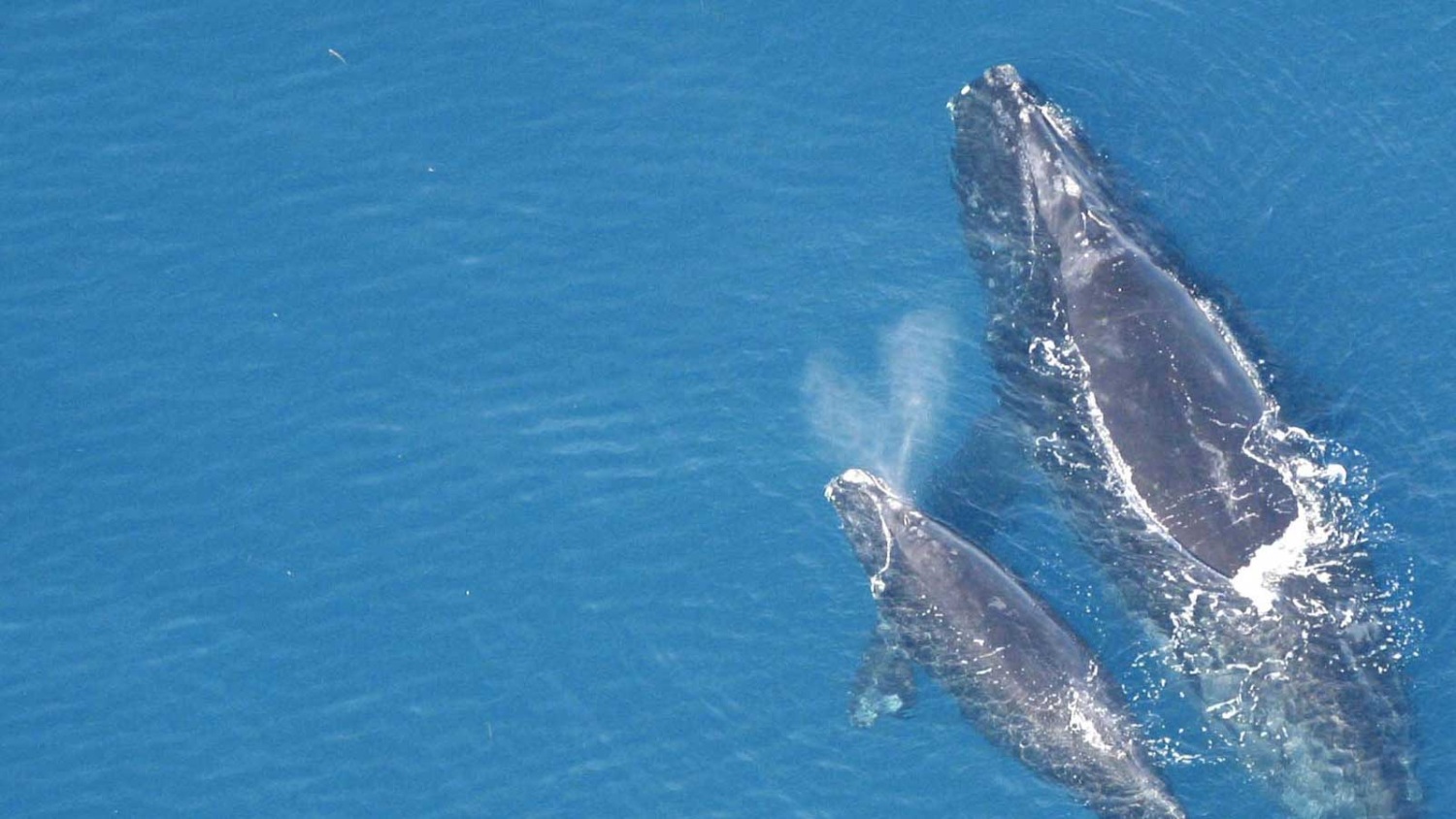 North Atlantic right whales return to Florida