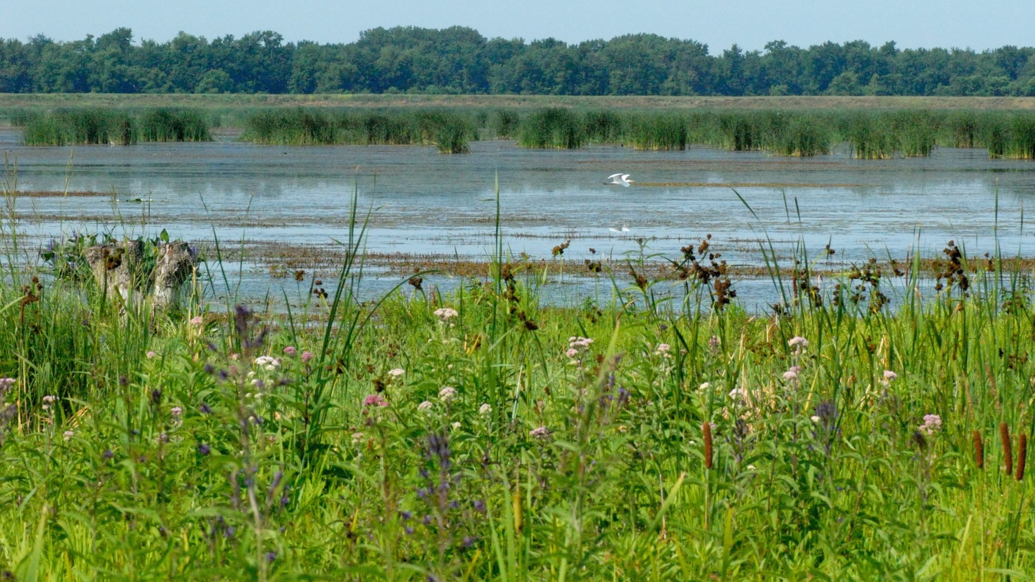 Protecting Illinois wetlands