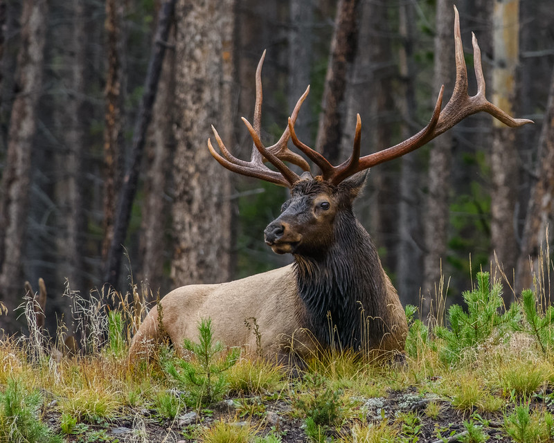 Bull Elk