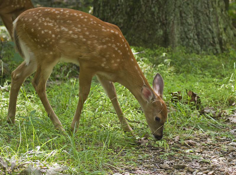 White-Tailed Deer Fawn