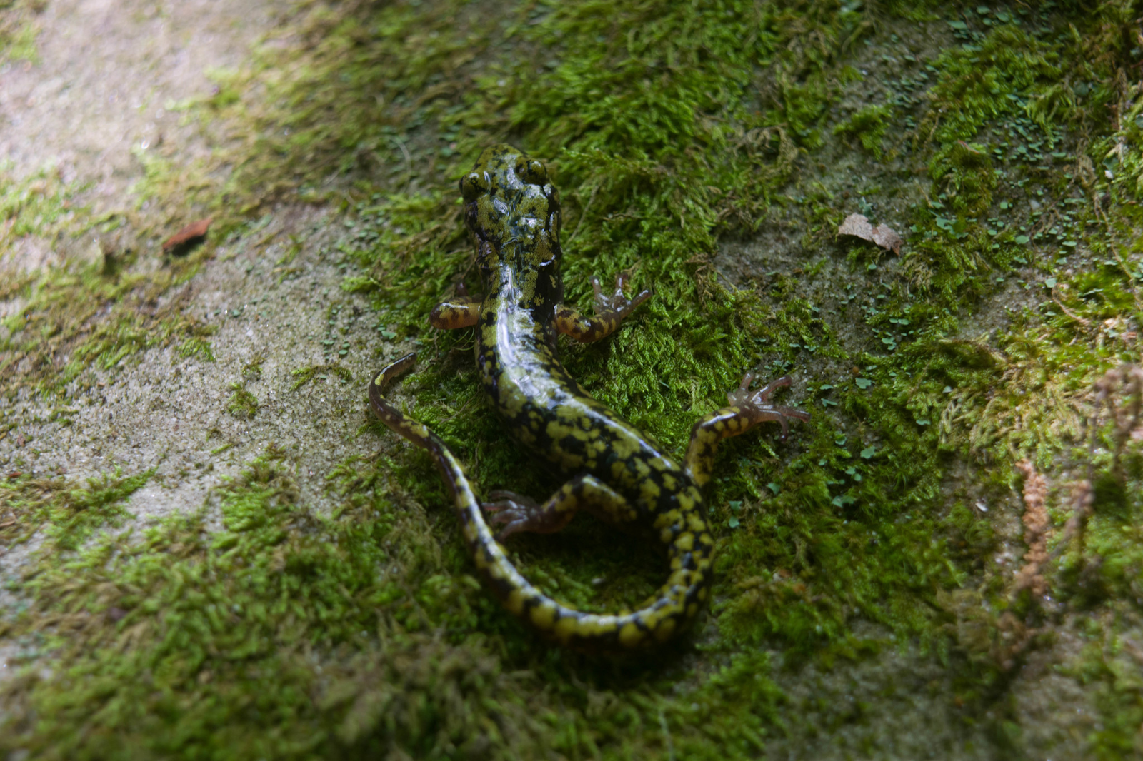 Green Salamander