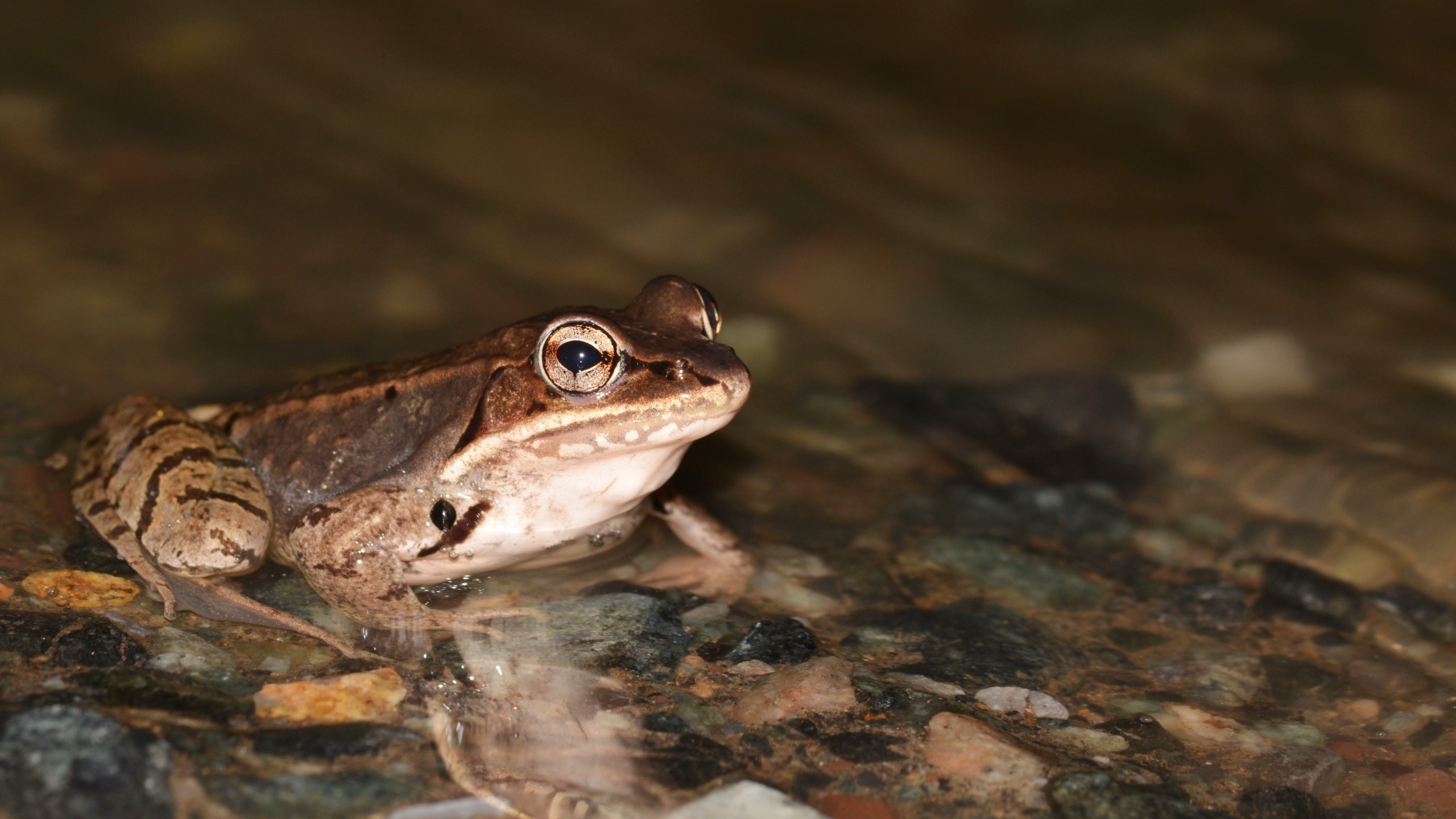 A wood frog at the water's edge at night
