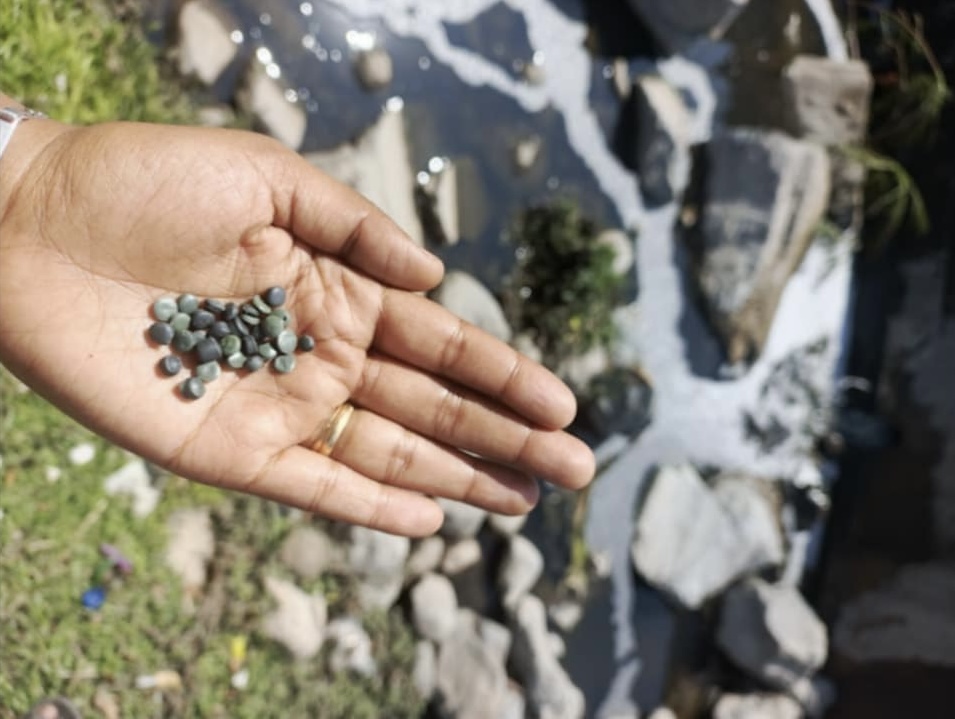 Hand holding pellets with river in the background